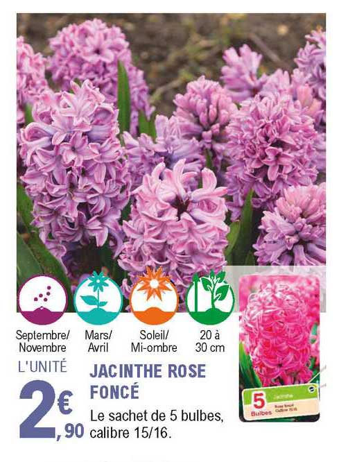 jacinthe rose foncé