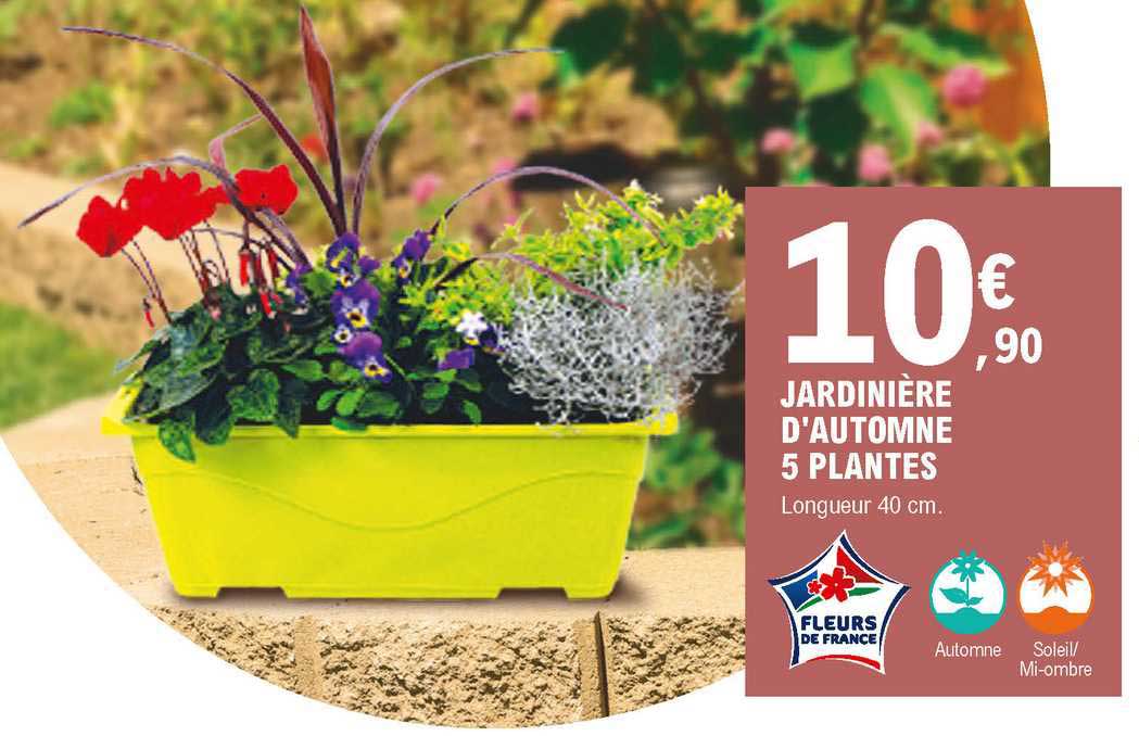 Jardinière D'automne 5 Plantes