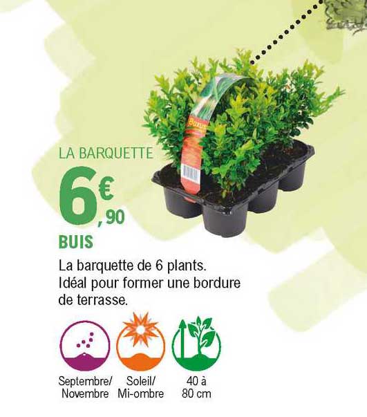 la barquette de 6 plants idéal pour former une bordure de terrasse