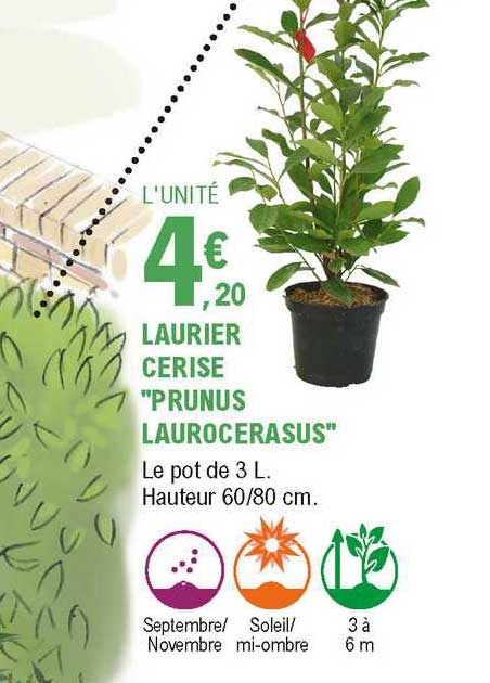 laurier cerise prunus laurocerasus