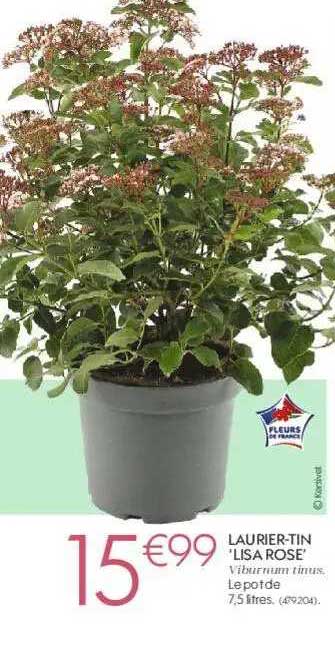 laurier-tin "lisa rose"