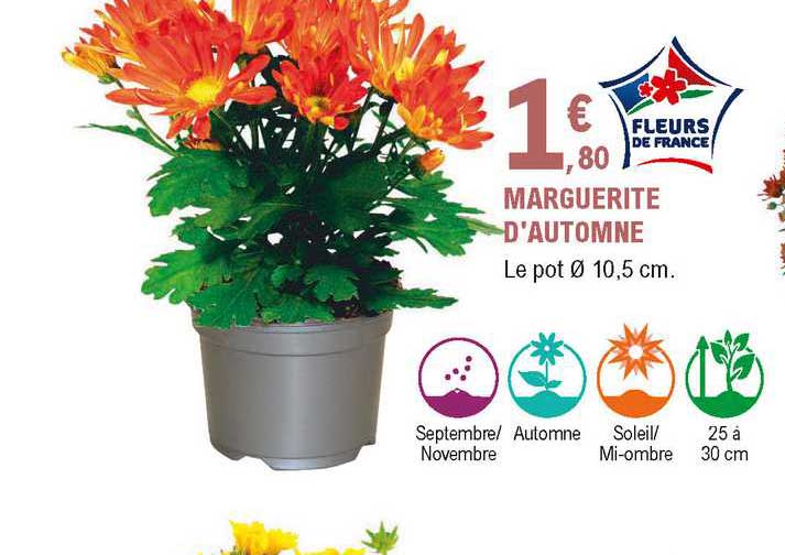 marguerite d'automne