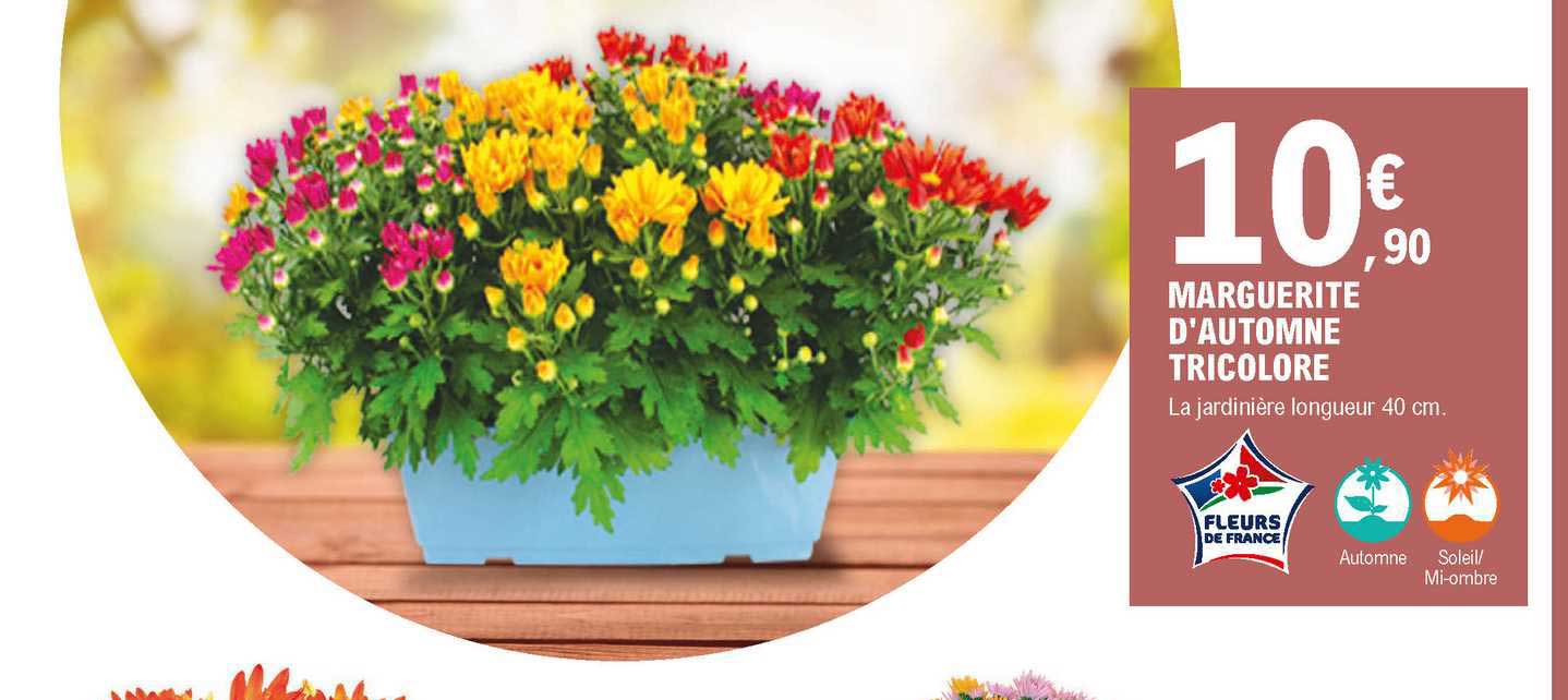 Marguerite D'automne Tricolore