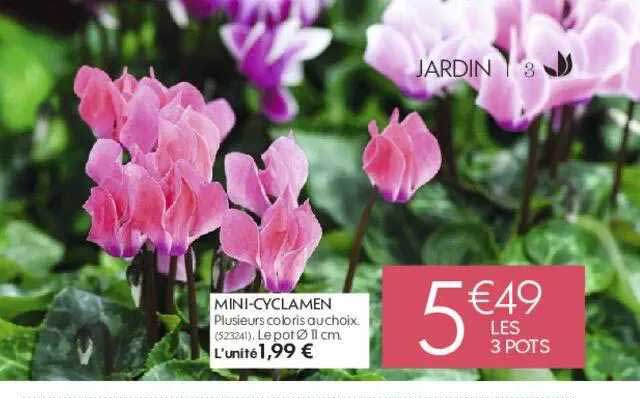 Mini-cyclamen