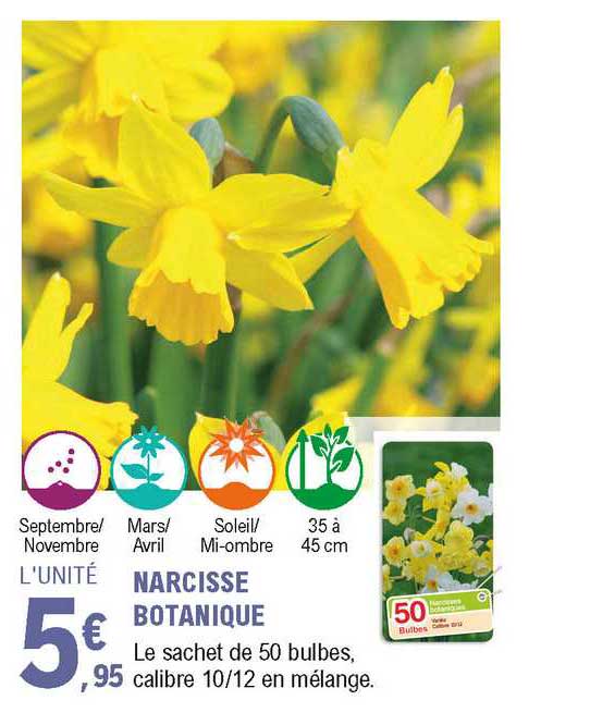 Narcisse Botanique