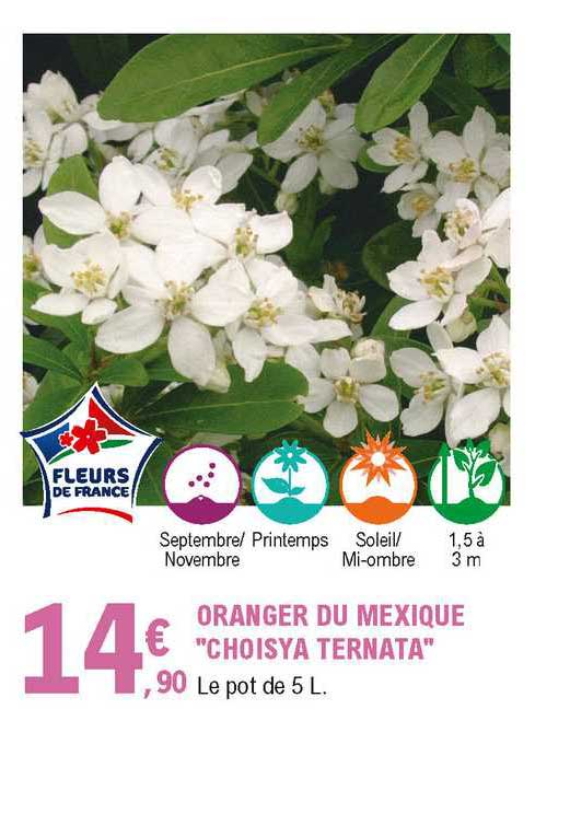oranger du mexique "choisya ternata"