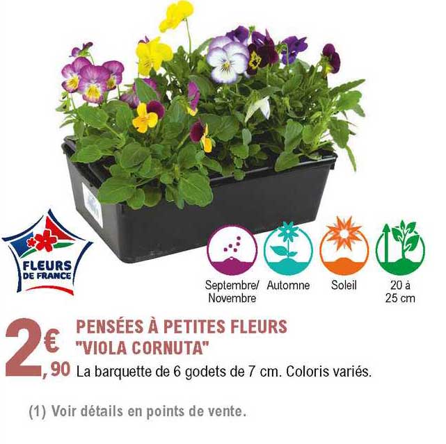 pensées à petites fleurs "viola cornuta"