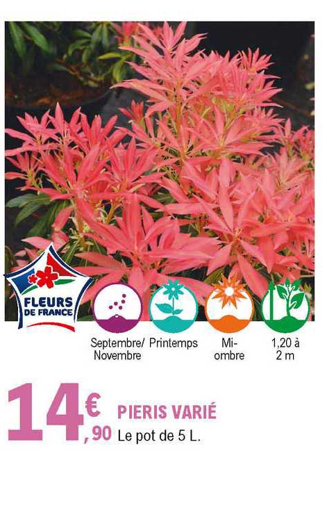 pieris varié