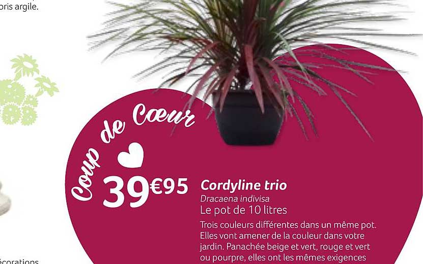 cordyline trio