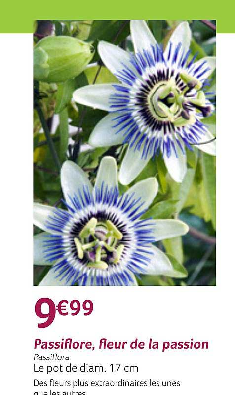 passiflore fleur de la passion