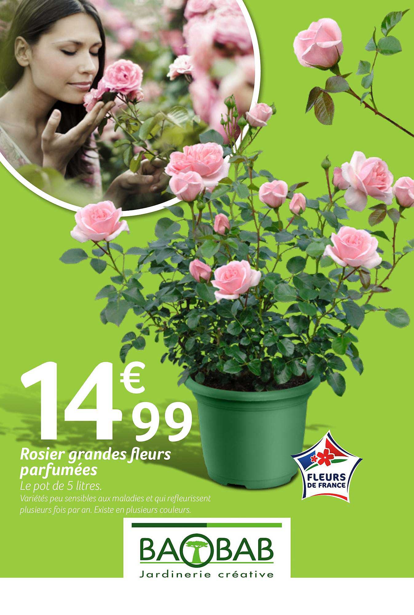 rosier grandes fleurs parfumées