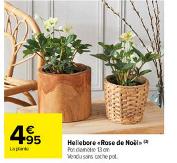 hellebore «rose de noël»