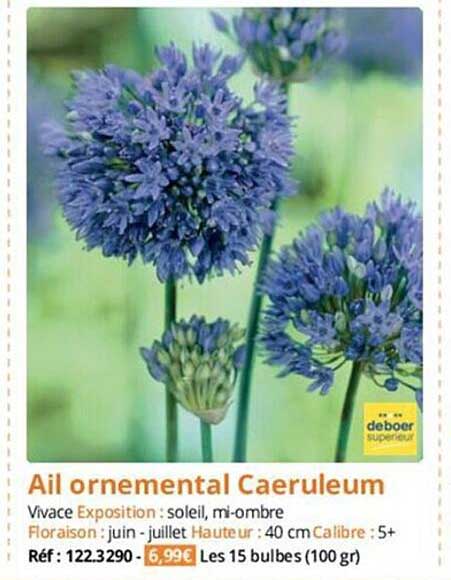ail ornemental caeruleum