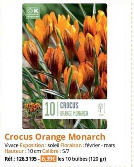 crocus orange monarch