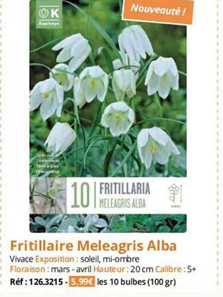 fritillaire meleagris alba