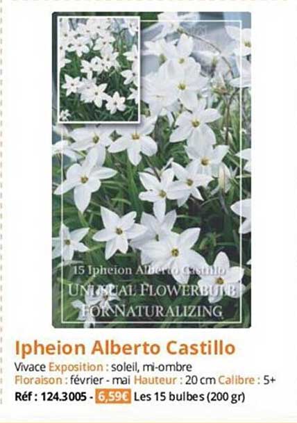 ipheion alberto castillo