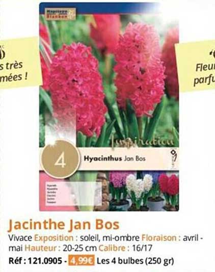 jacinthe jan bos