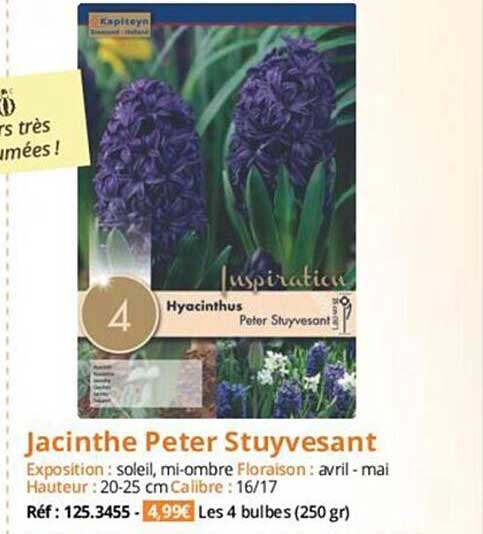 jacinthe peter stuyvesant