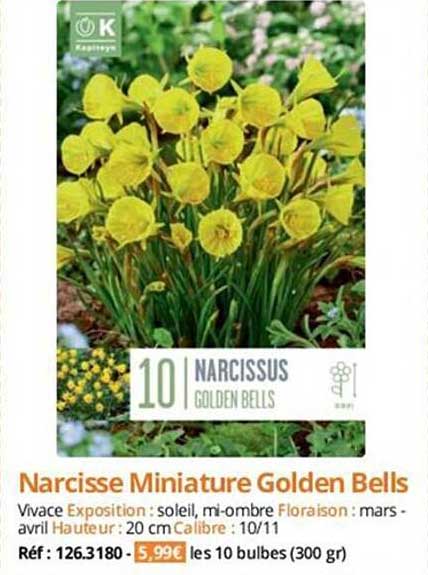 narcisse miniature golden bells