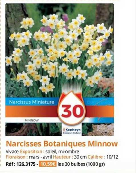 narcisses botaniques minnow