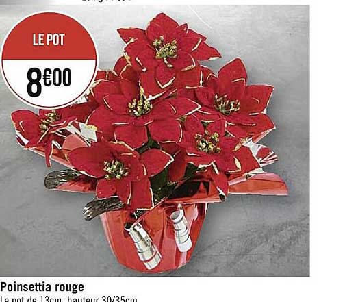 poinsettia rouge
