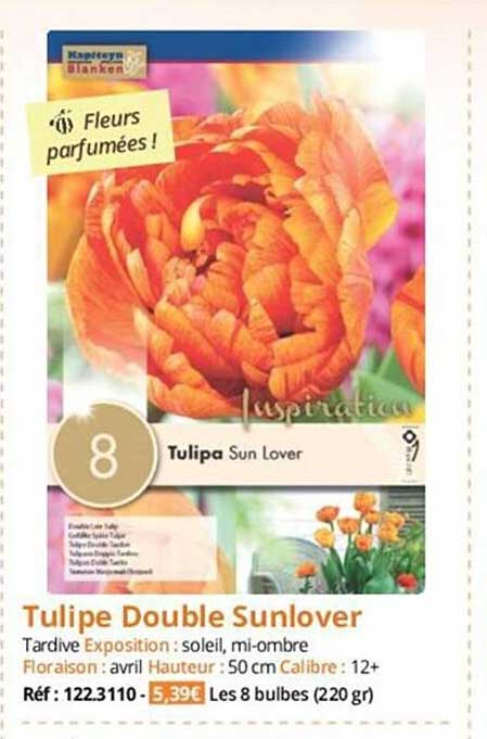 Tulipe Double Sunlover