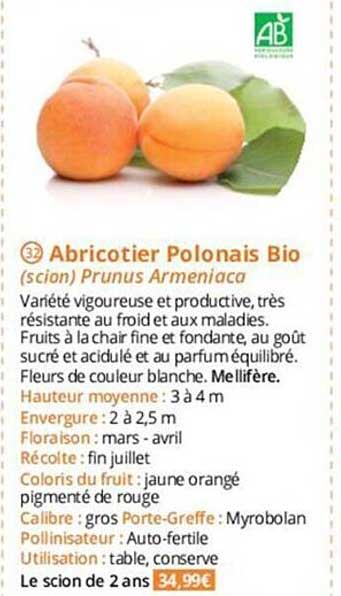 Abricotier Polonais Bio