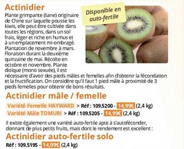 actinidier, actinidier mâle-femelle, actinidier auto-fertile solo