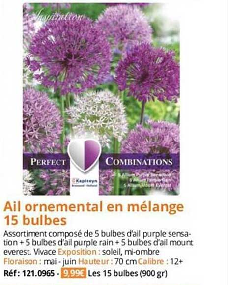 ail ornemental en mélange 15 bulbes