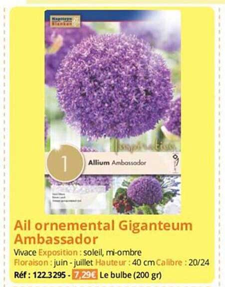 ail ornemental giganteum ambassador