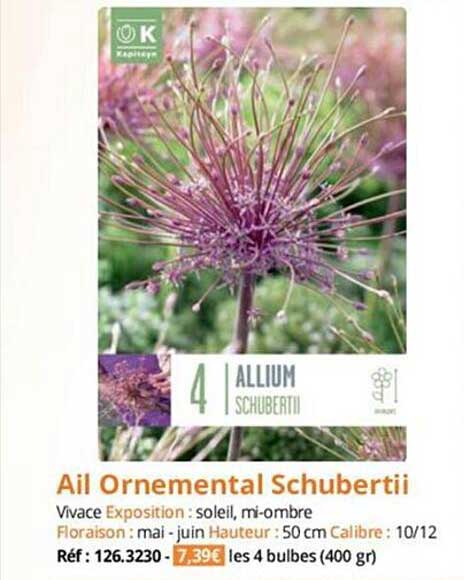 ail ornemental schubertii