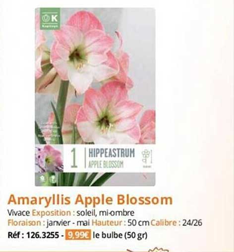 amaryllis apple blossom