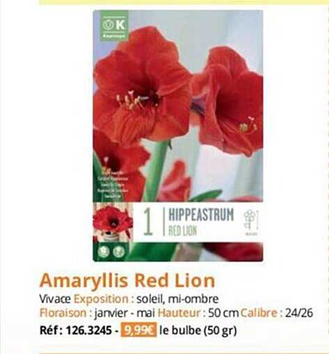 amaryllis red lion
