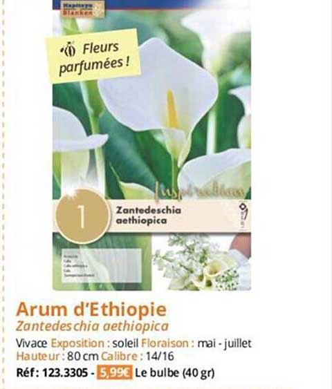 arum d'ethiopie