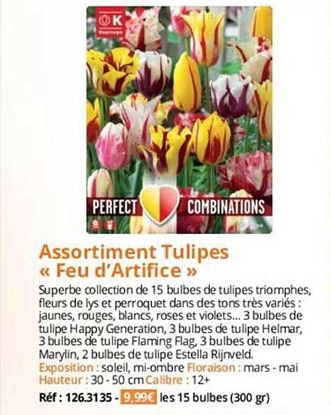 assortiment tulipes «feu d'artifice »