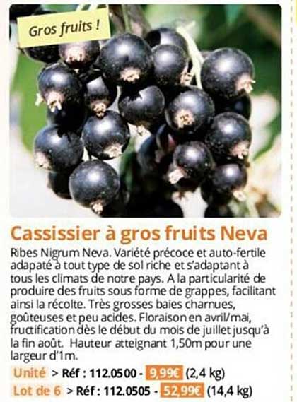 cassissier à gros fruits neva