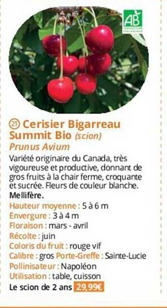 cerisier bigarreau summit bio
