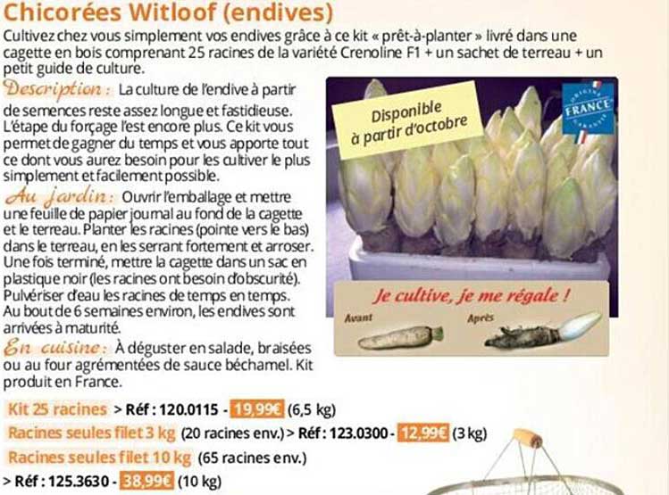 chicorées witloof (endives)