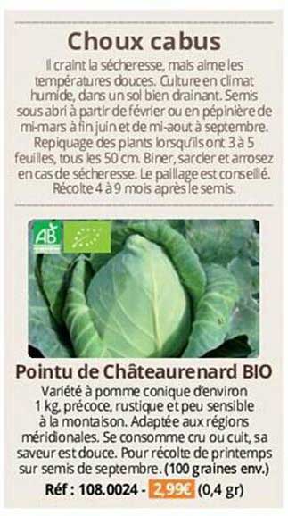 choux cabus