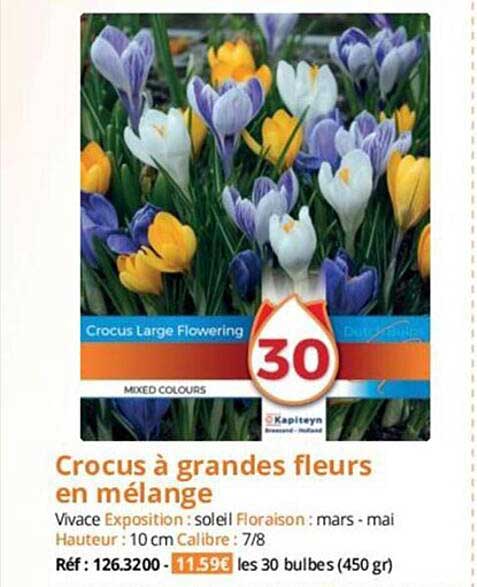crocus à grandes fleurs en mélange