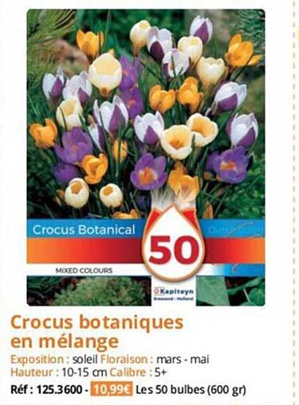 crocus botaniques en mélange