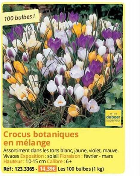 crocus botaniques en mélange