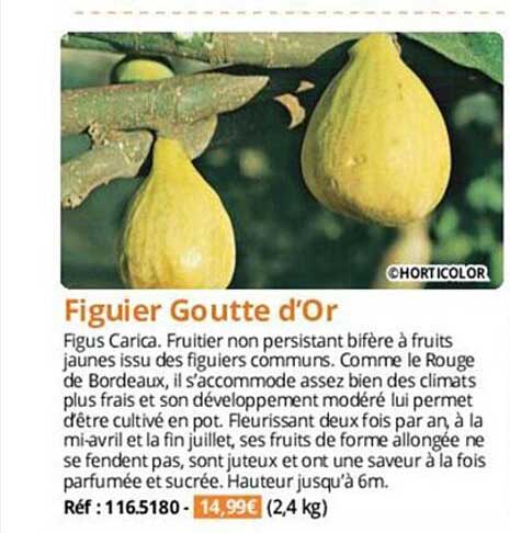 figuier goutte d'or