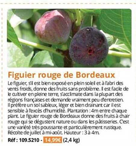 figuier rouge de bordeaux