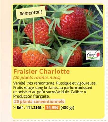 fraisier charlotte