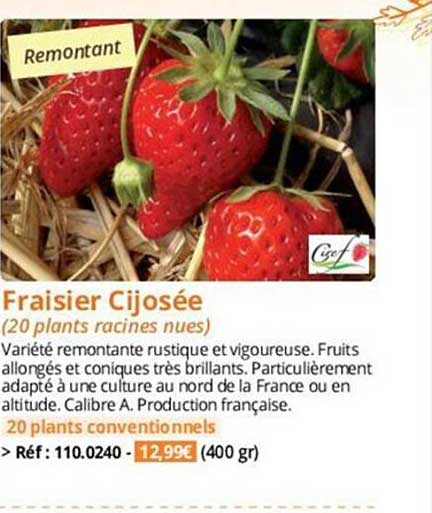 Fraisier Cijosée