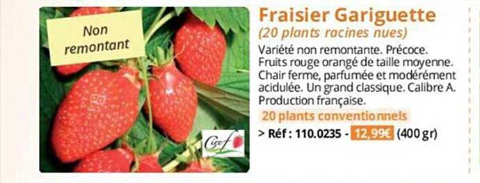 fraisier gariguette
