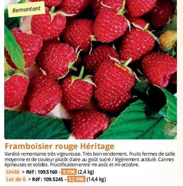 Framboisier Rouge Héritage