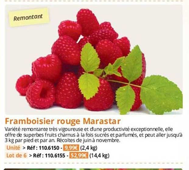 framboisier rouge marastar