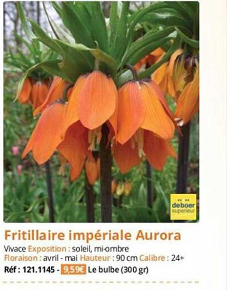 fritillaire impériale aurora